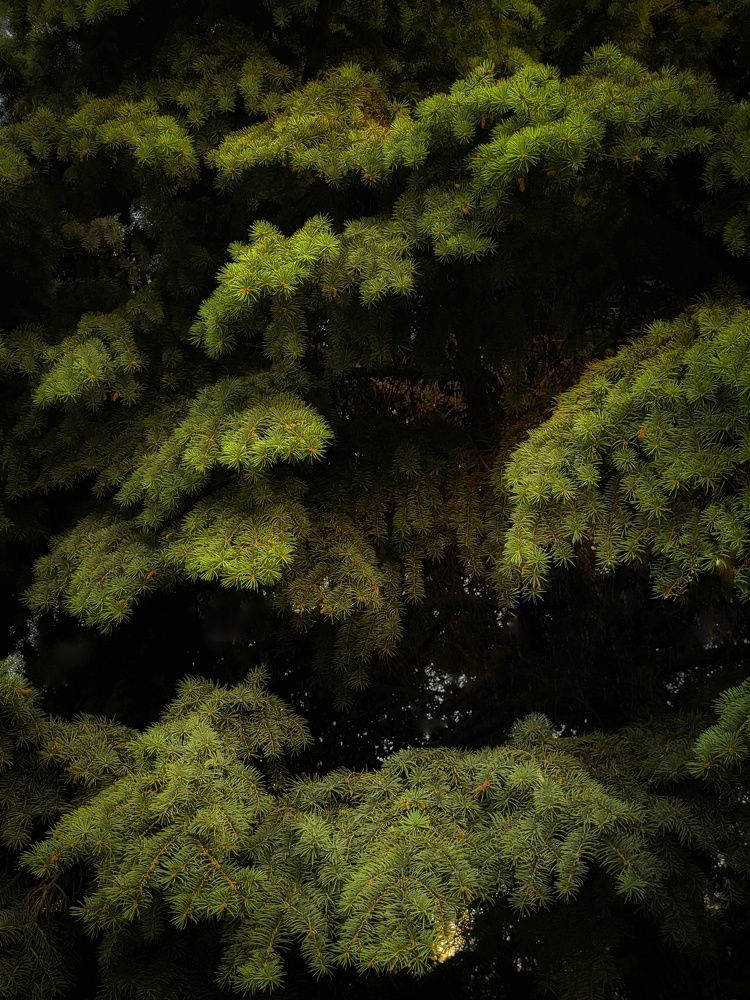 Photograph by Elizabeth Kabatskova