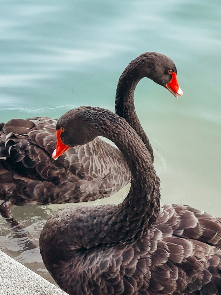 Photograph by Elizabeth Kabatskova