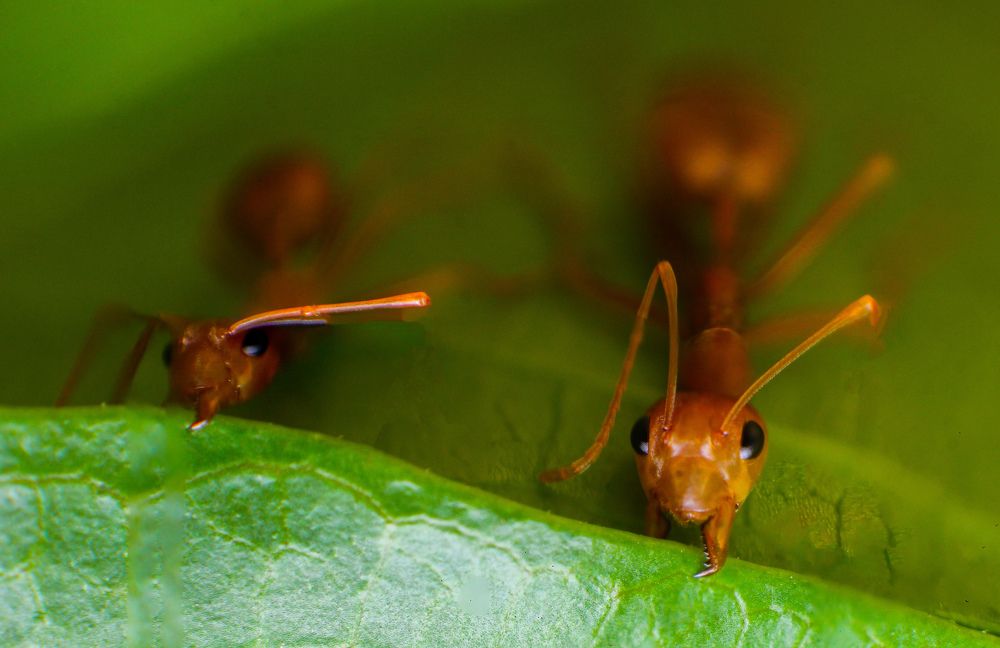 Photograph by Dewindu H. Fernando