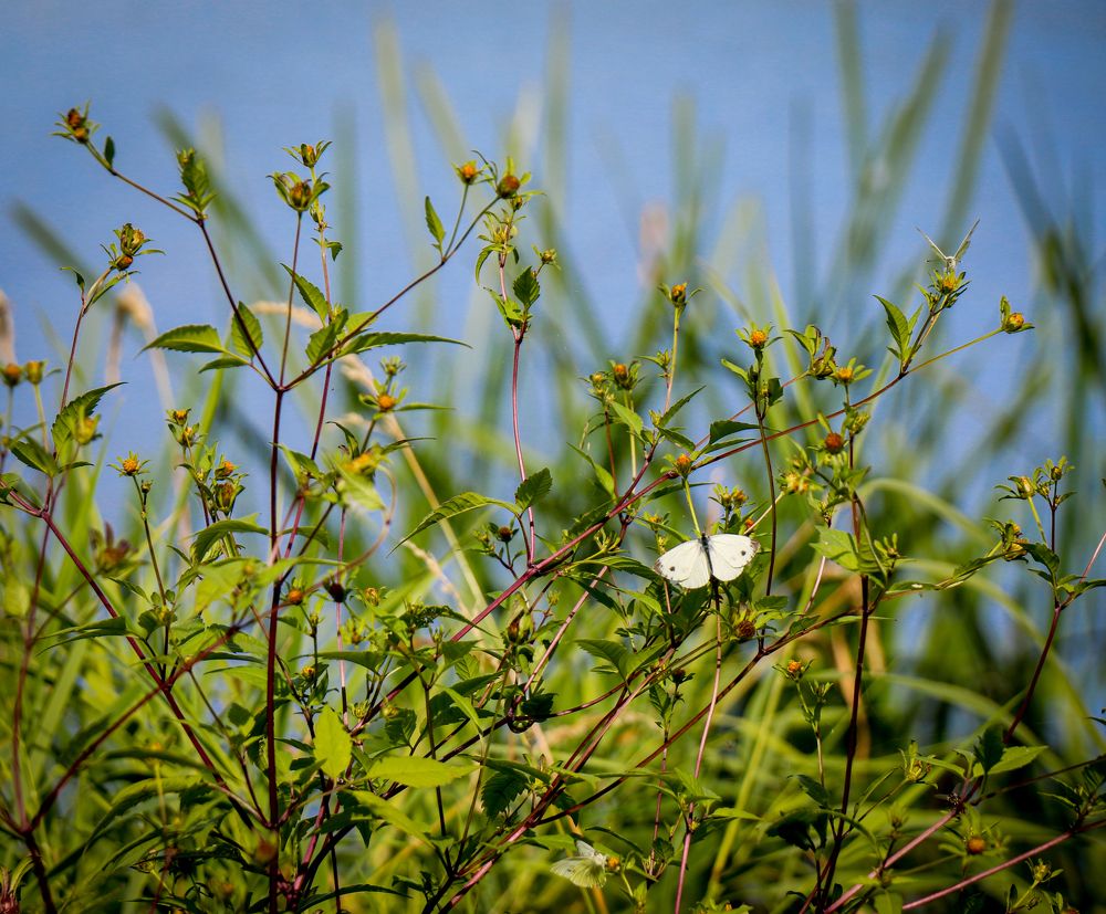 Photograph by Алена Лосева