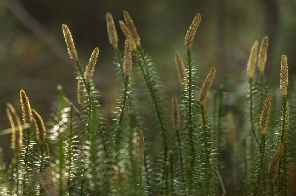 Photograph by Елена Кошелева