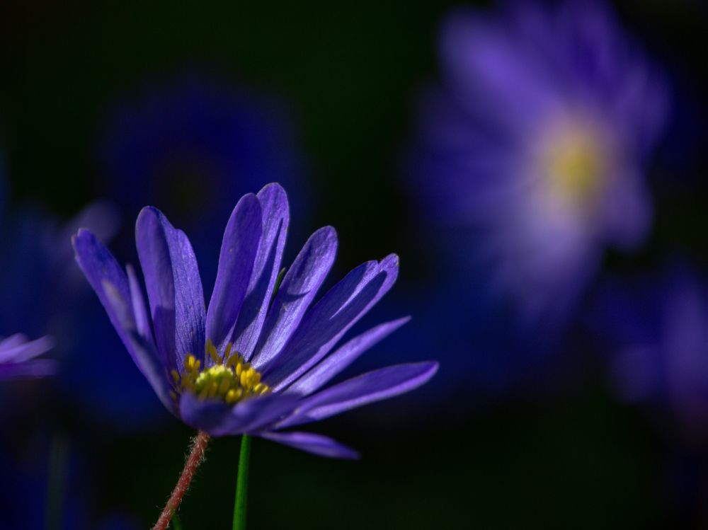 Фотография автора Александр Довганюк