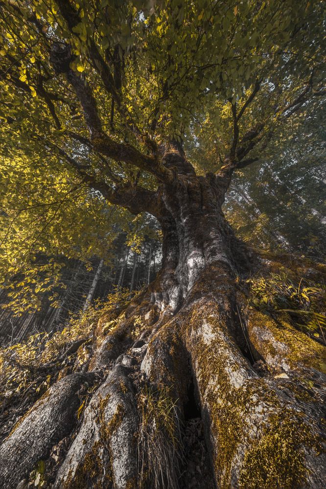 The Eternal Guardian