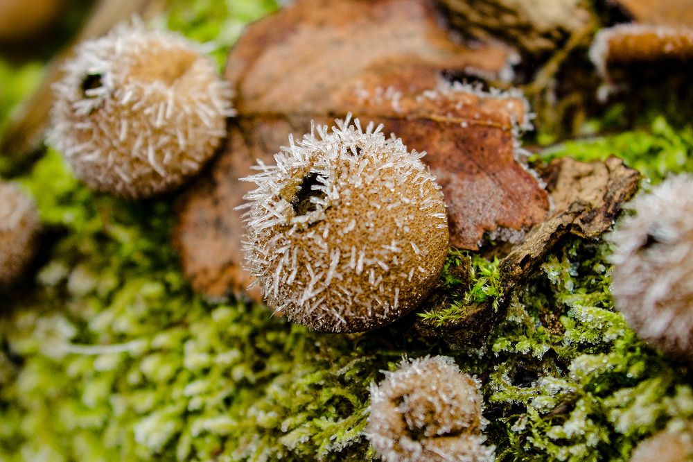 Колючая планета