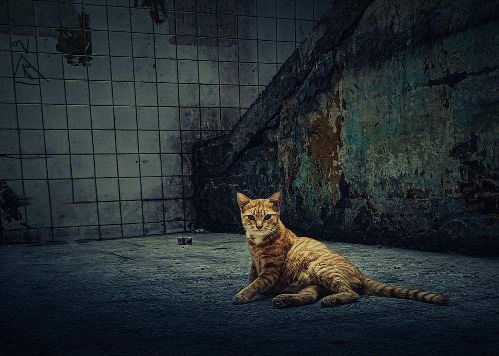 Photograph by Ahmed Fawii