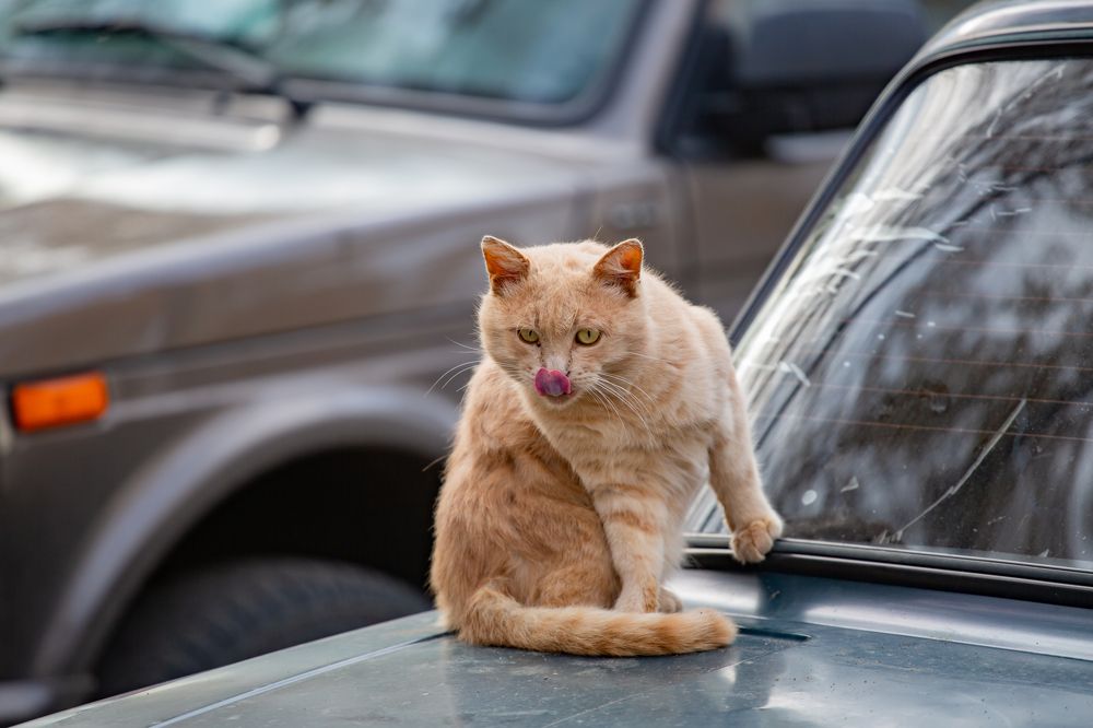 Фотография автора Дмитрий Новиков