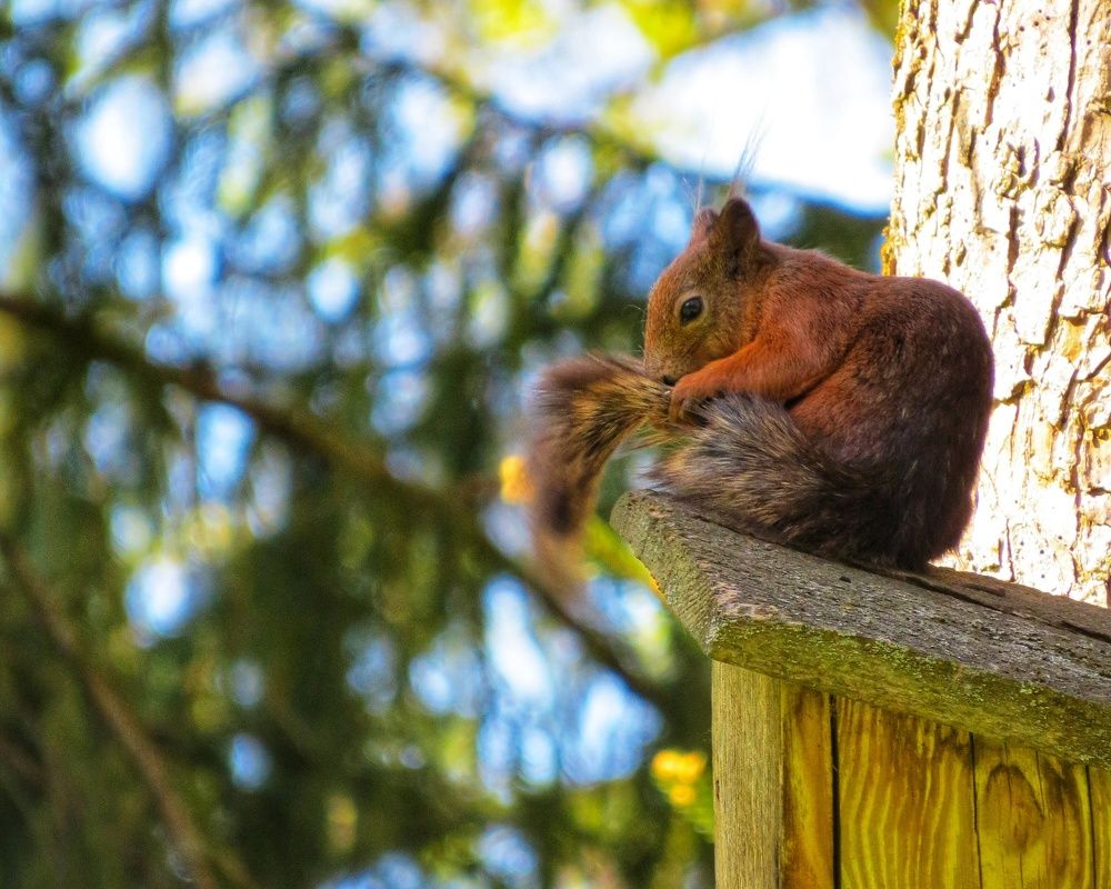 Фотография автора Марина Алексеевская