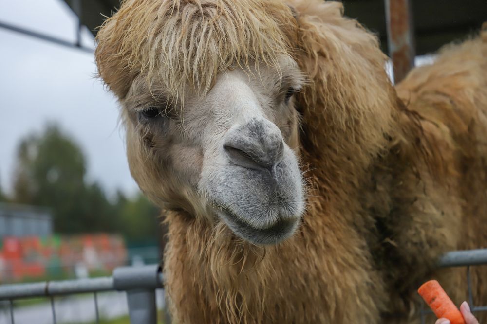 Photograph by Юлия Яковлева