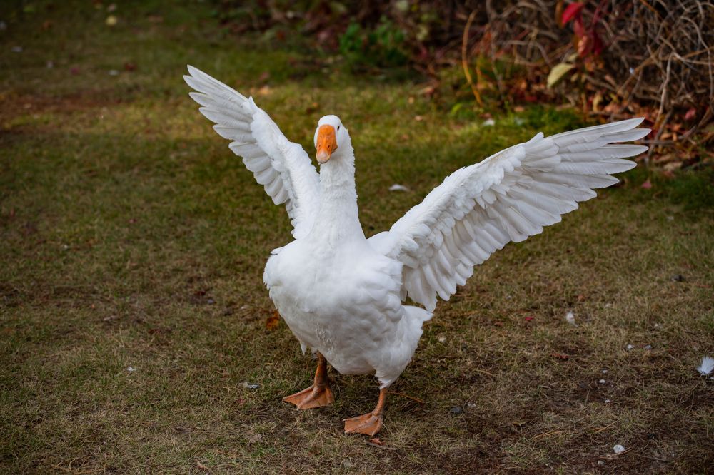 Фотография автора Дмитрий Новиков