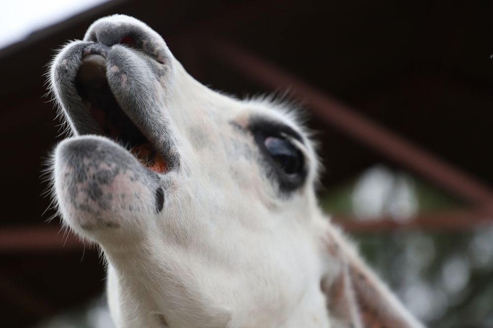 Photograph by Юлия Яковлева