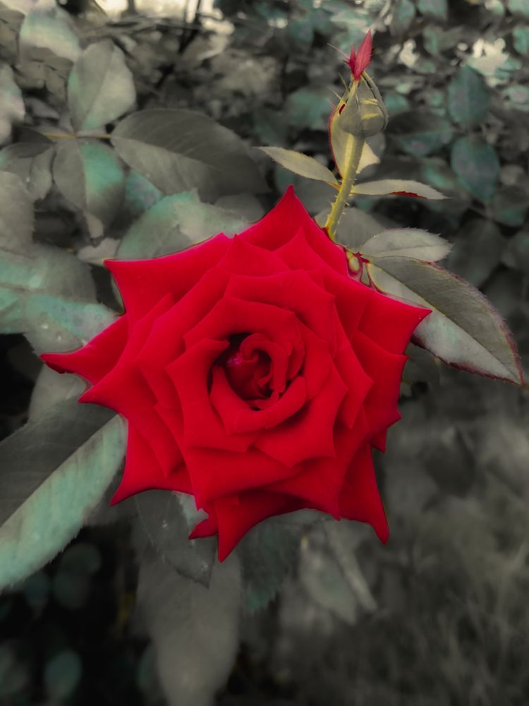 Photograph by Asmaa Mohammad Ahmed