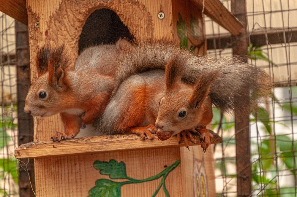 Photograph by Vladimir  Komarov