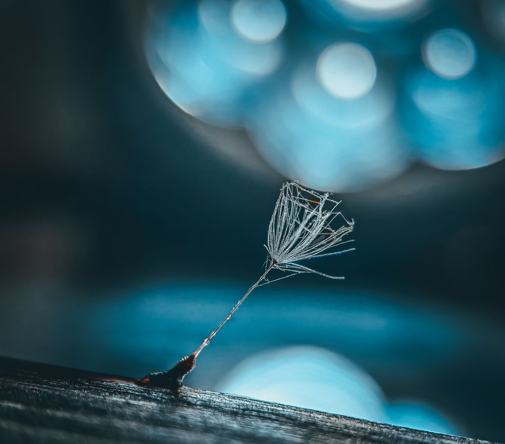 Photograph by Kate Maximenko