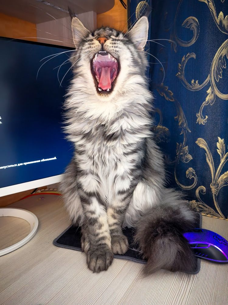 Photograph by Kate Maximenko