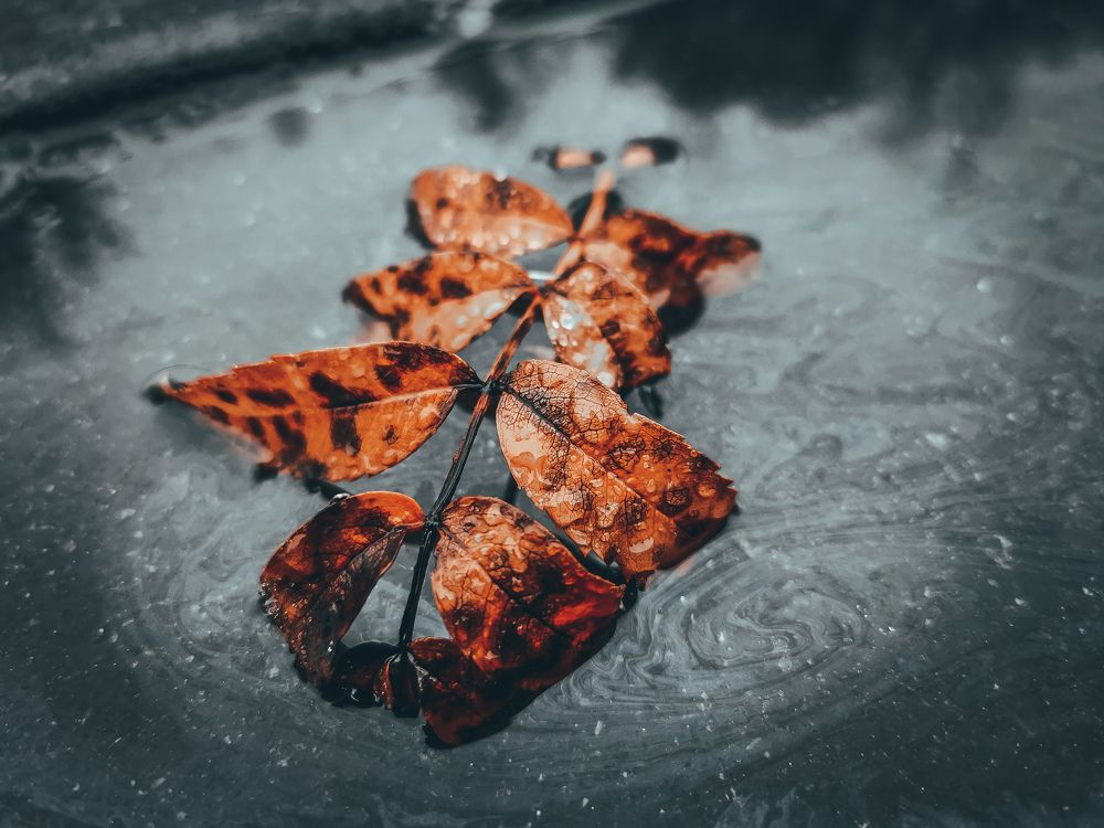 Photograph by Kate Maximenko