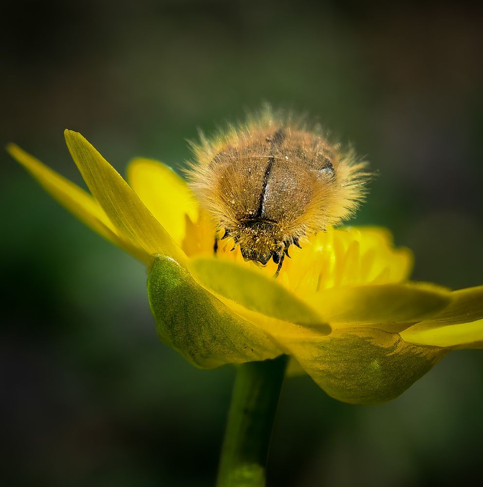 Photograph by Kate Maximenko