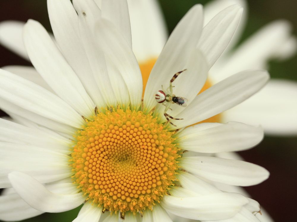 Фотография автора Nelya  Lysenko