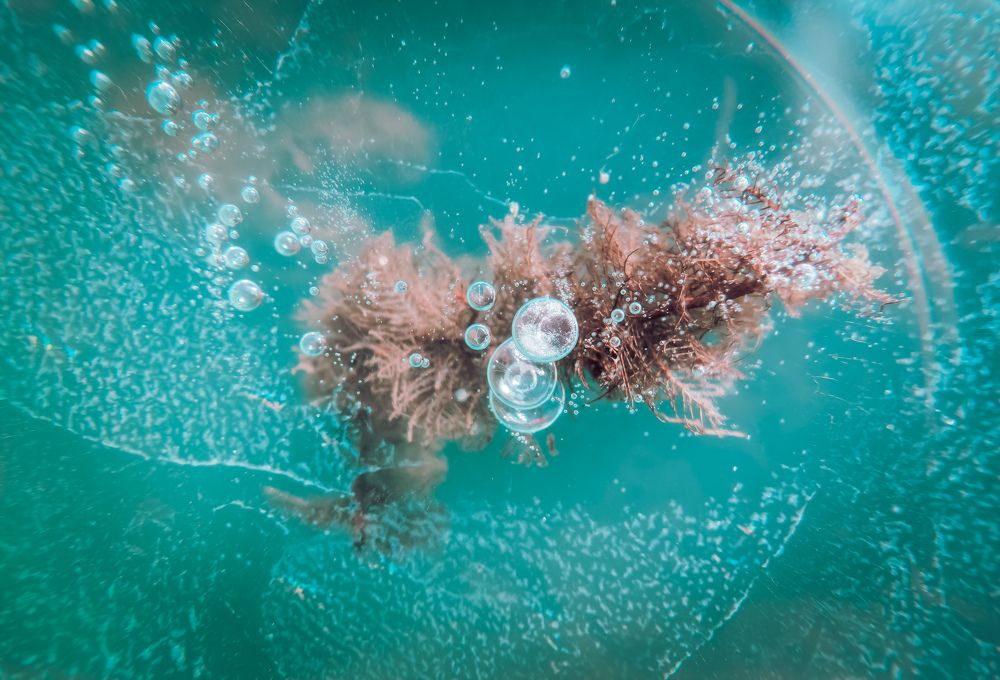 Photograph by Kate Maximenko