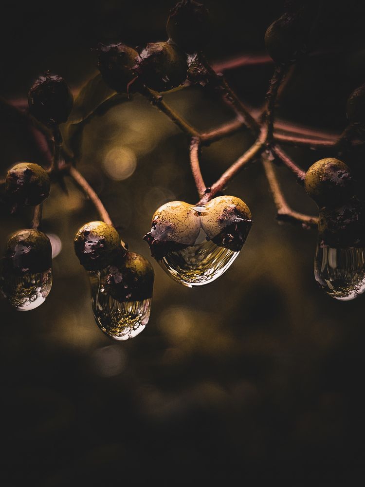 Слёзы осени