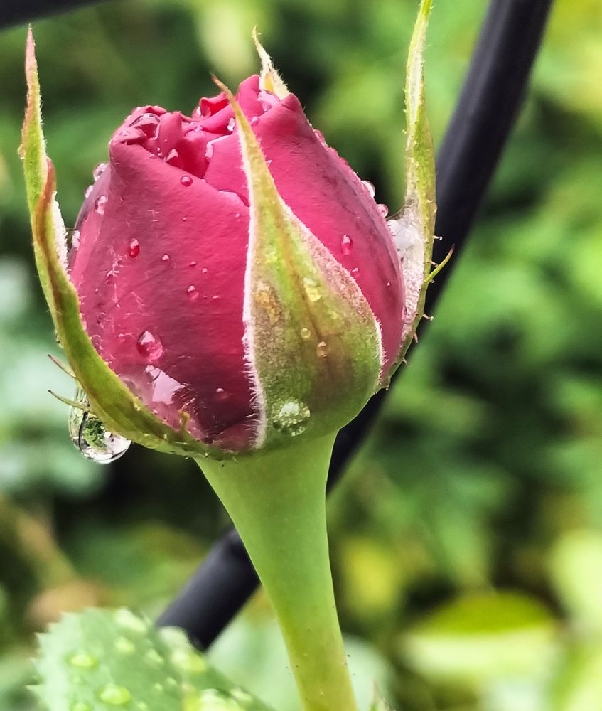 Фотография автора Bernadette Pretorius