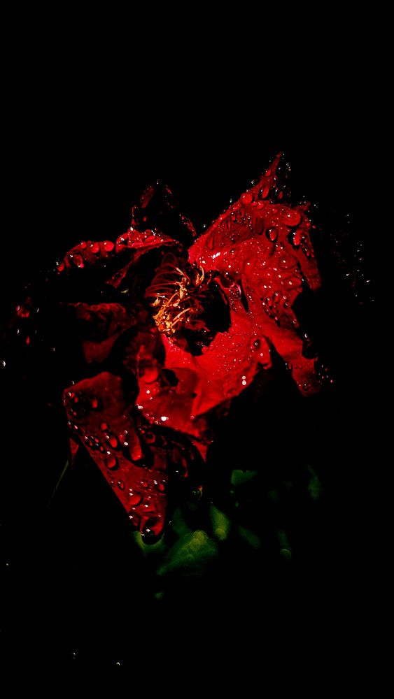 Photograph by Руслана Радкевич