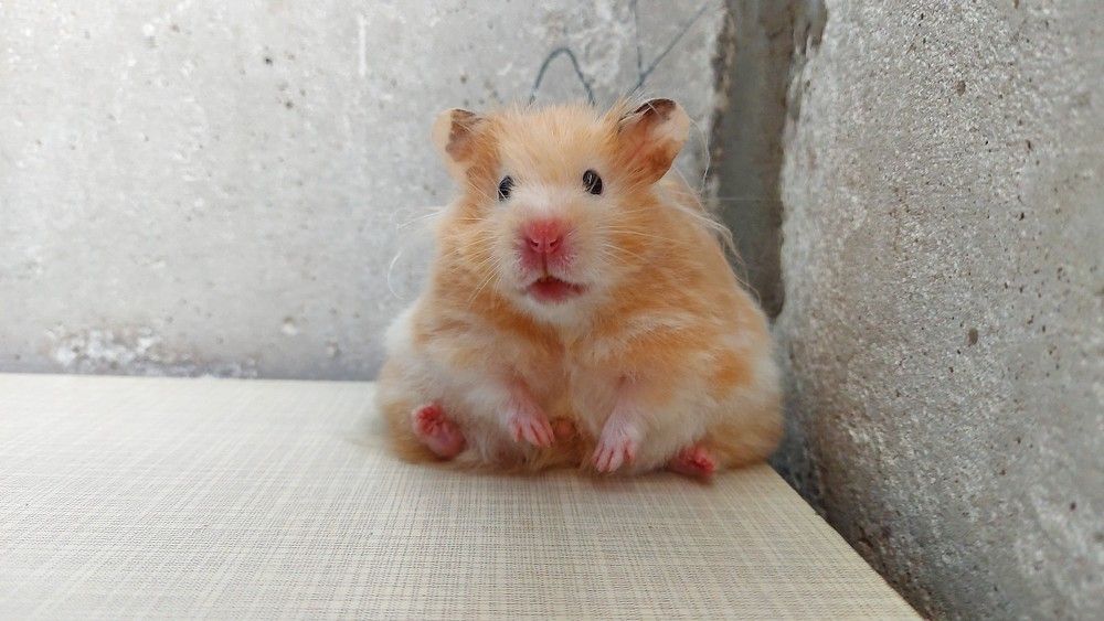 Photograph by ЭЛЬМИРА  ИСМАИЛОВА