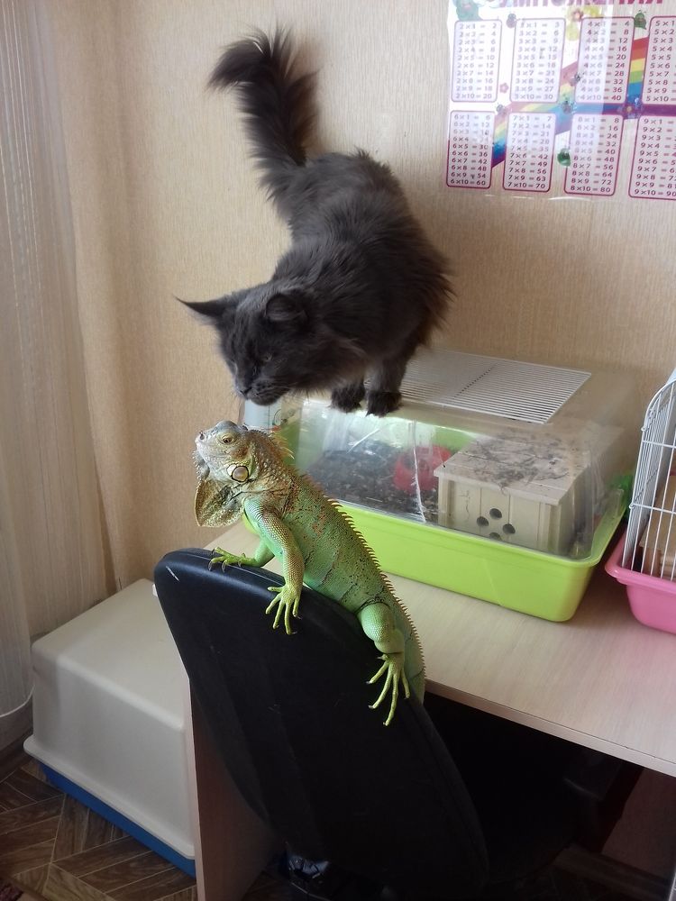 Photo #9688794