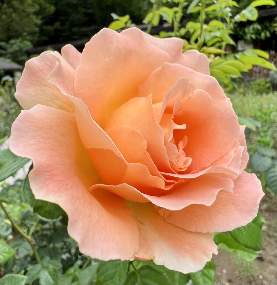 Photograph by Елена Мизина