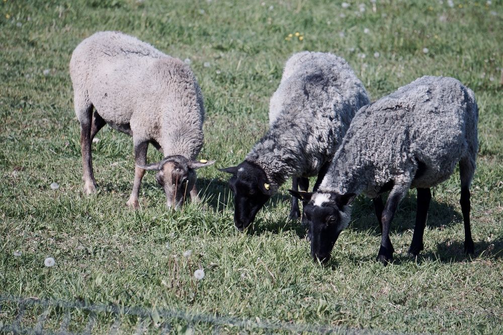 Photograph by Oksana Smorodina