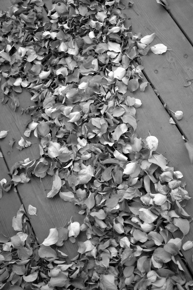 Photograph by Natalia