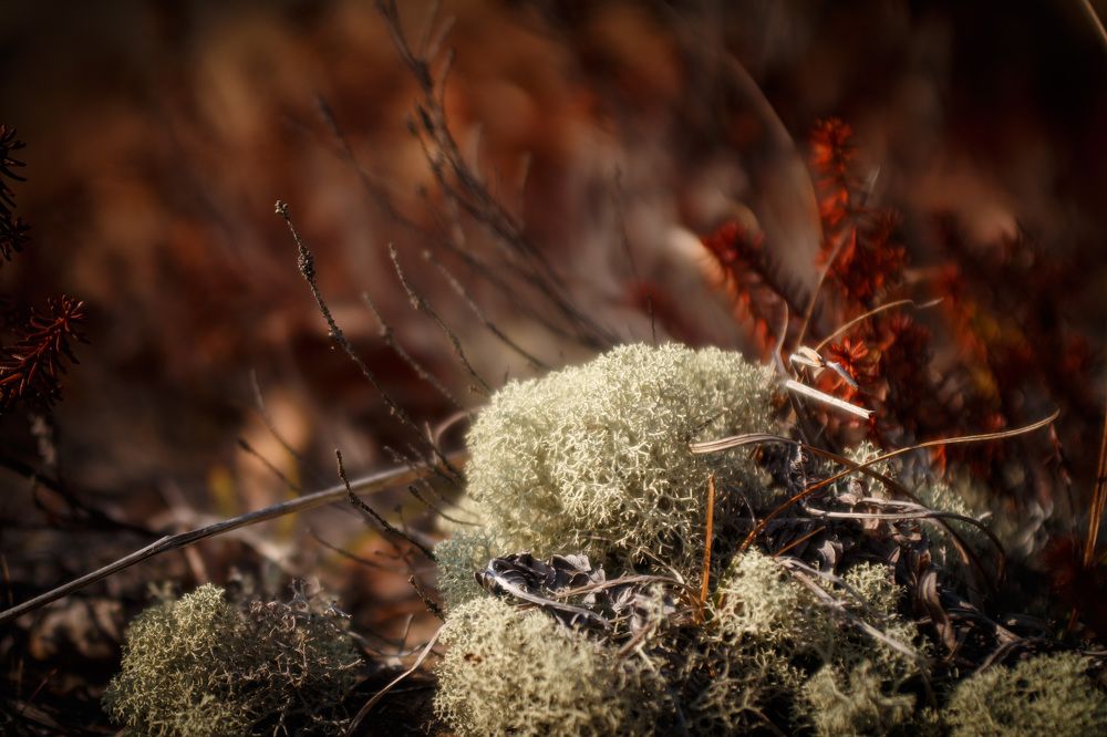 Фотография автора Маргарита Белошицкая
