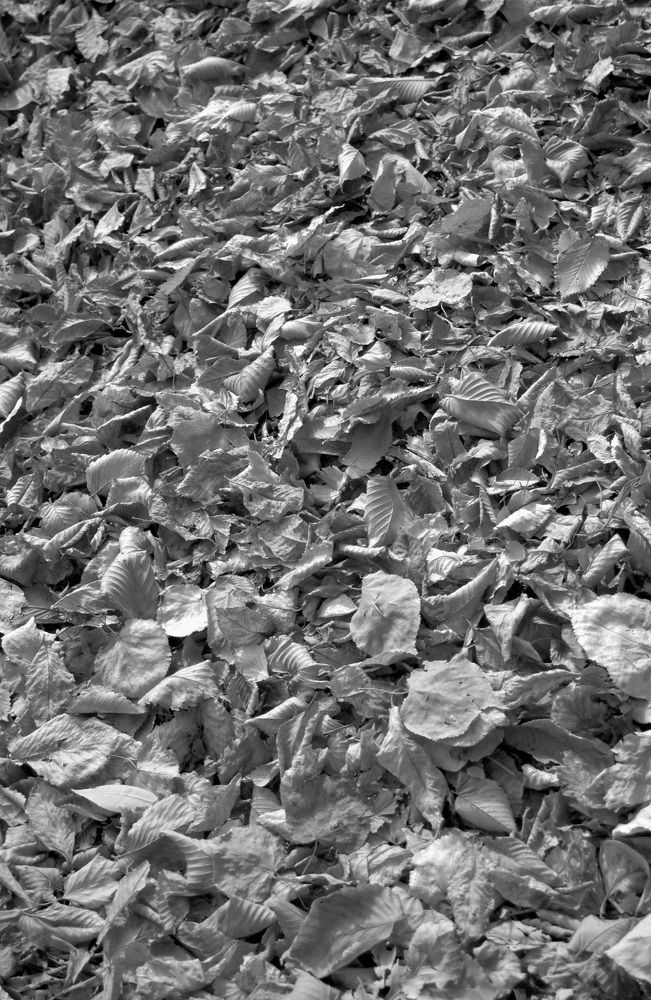 Photograph by Natalia