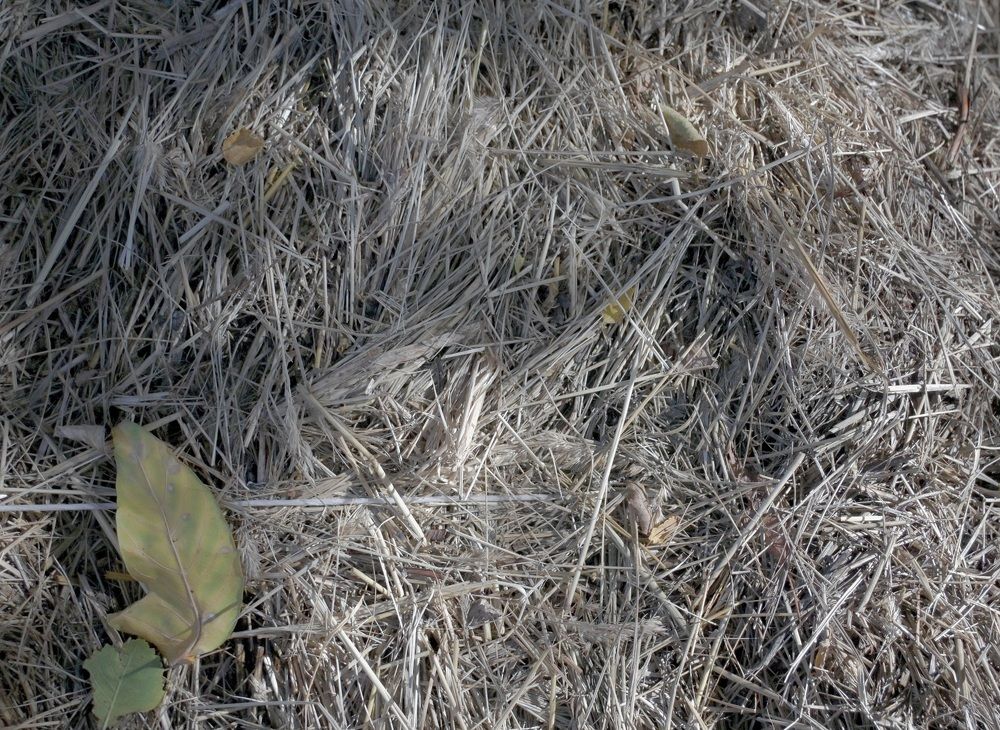 Photograph by Natalia