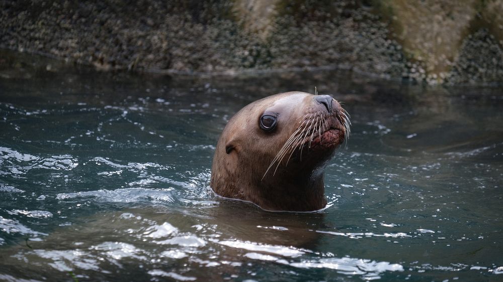 Фотография автора Маргарита Белошицкая