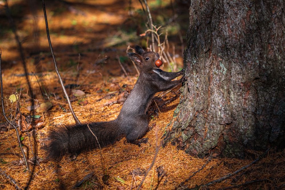 Фотография автора Маргарита Белошицкая