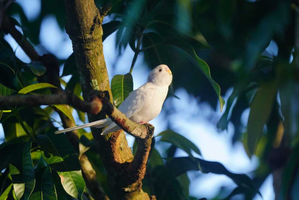 Photograph by Vl Peka Zofa