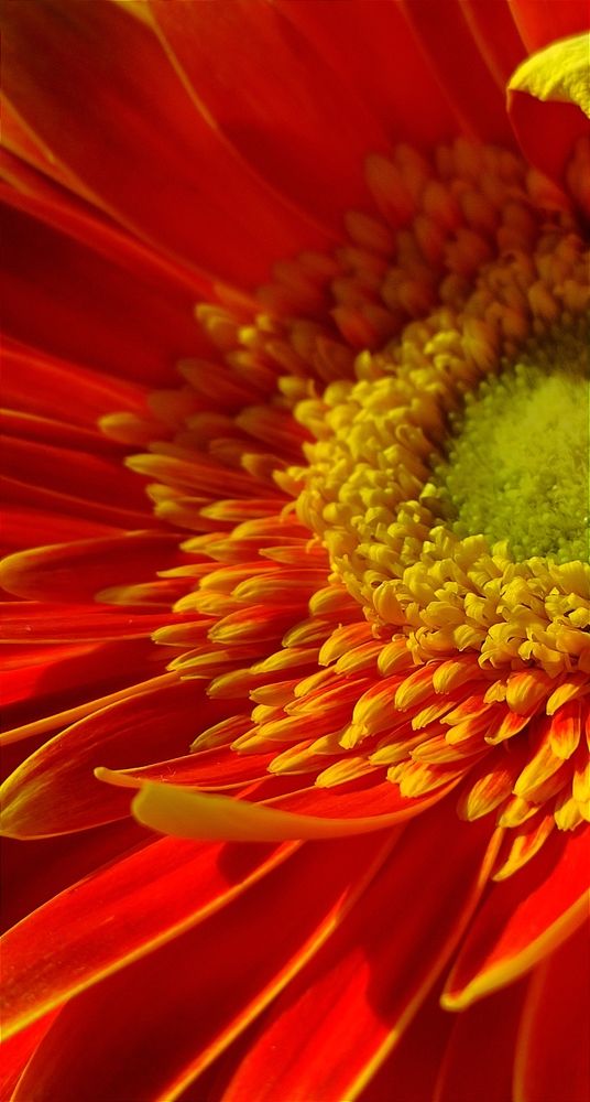 Фотография автора Васильева Ирина