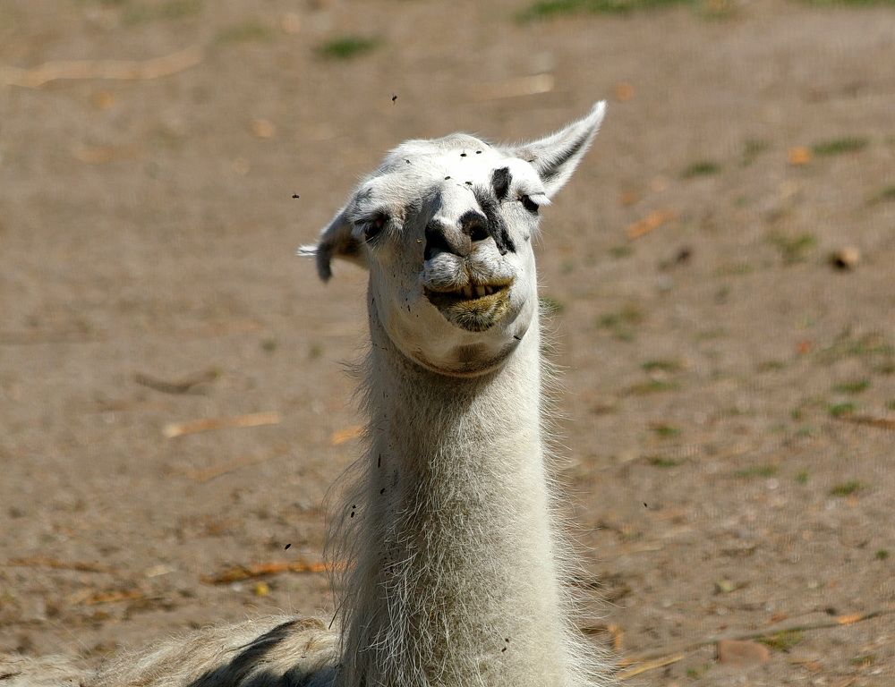 Фотография автора АЛЕКСАНДР ЦЫГЕЛЬНЮК