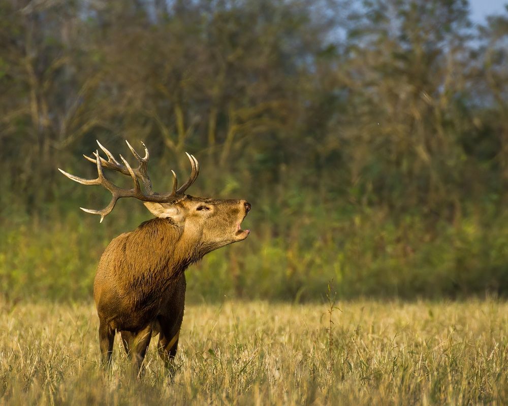 Фотография автора Sebastian Popa
