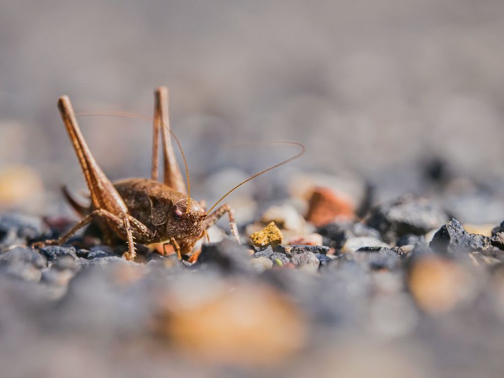 Фотография автора Jaroslav Hanzalík