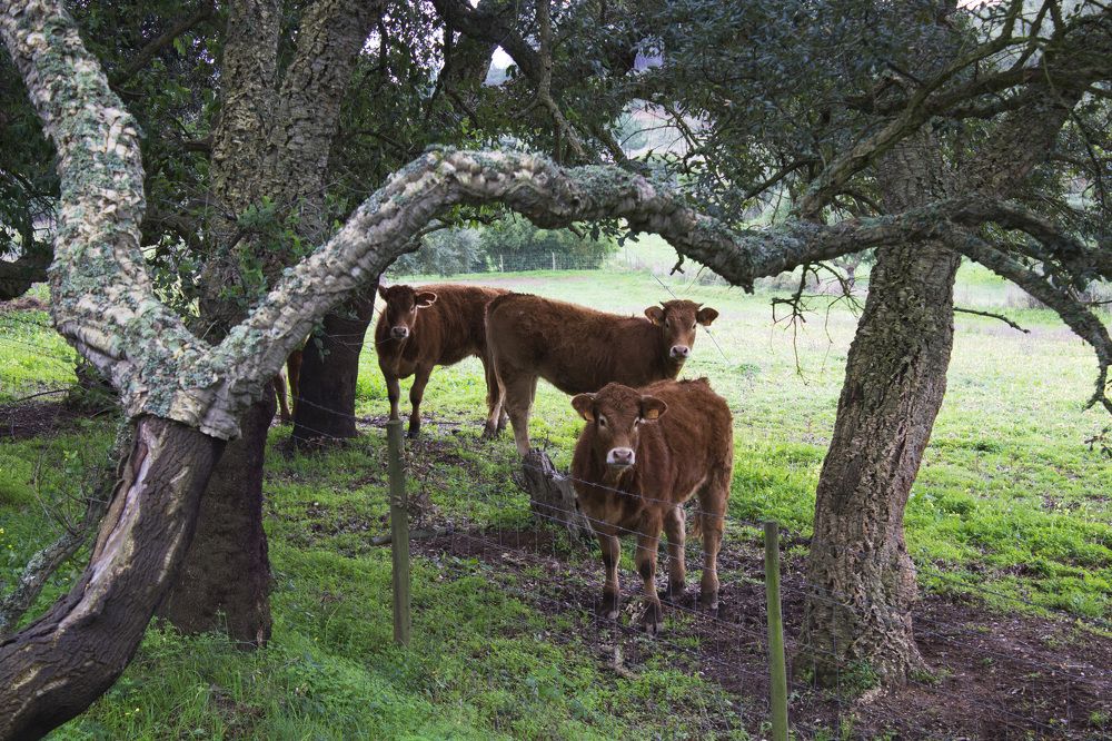 Photograph by Anna Balabanova