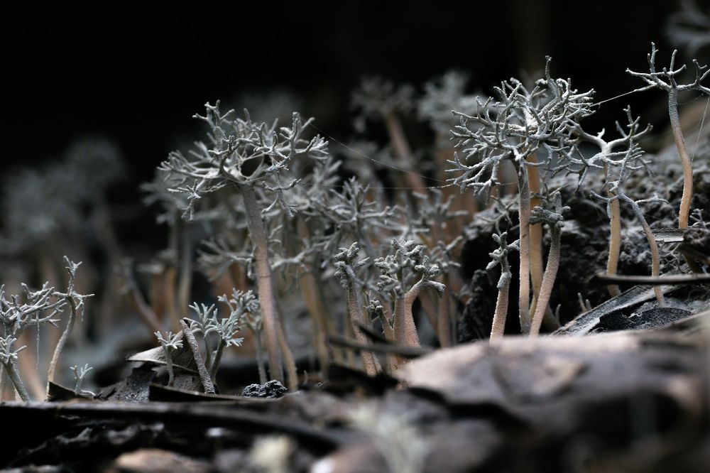 Photograph by Sonnadara Kushan Madushanka