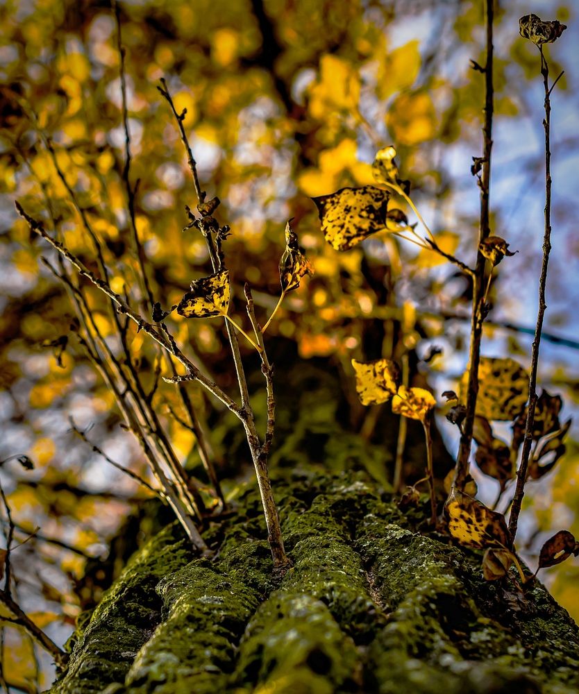 Photograph by Игорь Н. Адамов