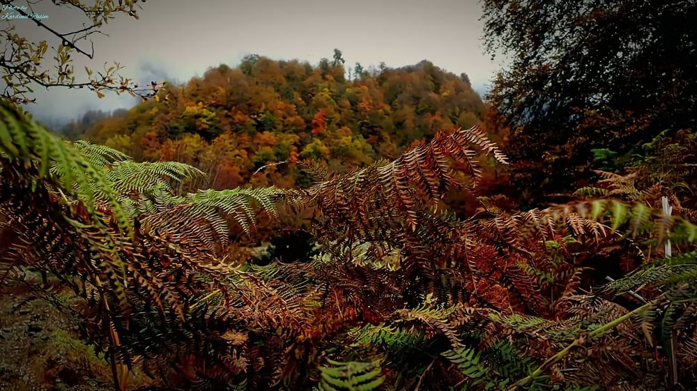 Фотография автора Расим Салехли