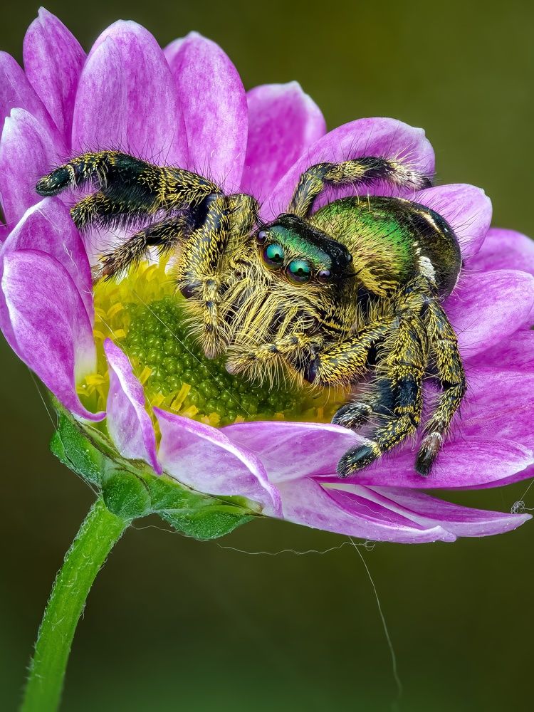 Photograph by Tran The Ngoc