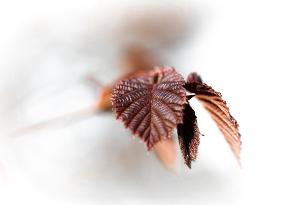 Photograph by andrei zorin