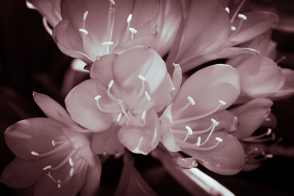 Photograph by Lucia Correia