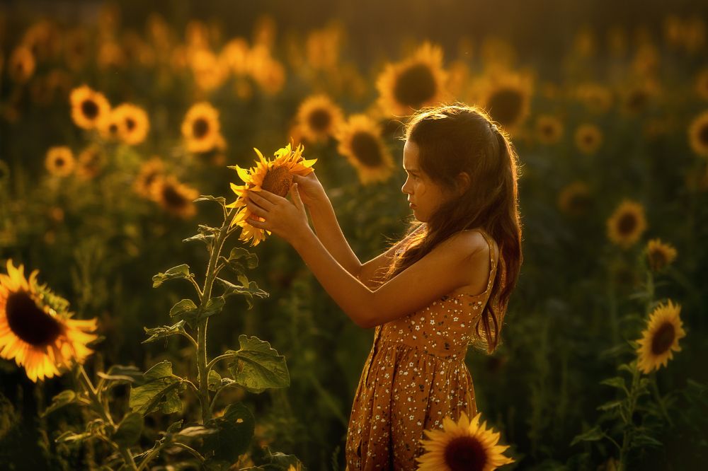 Подсолнухи на закате