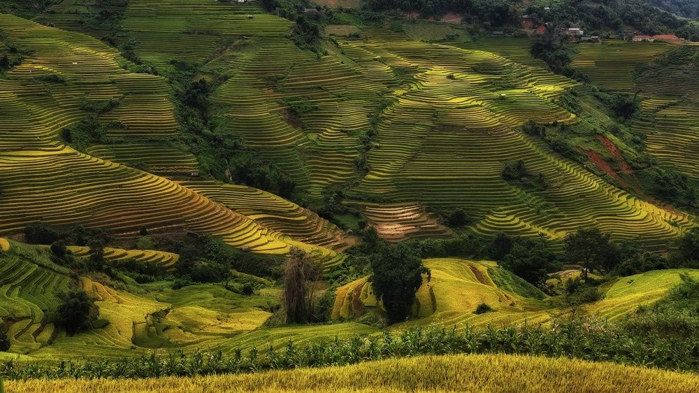 Photograph by Do Thi Thanh Binh