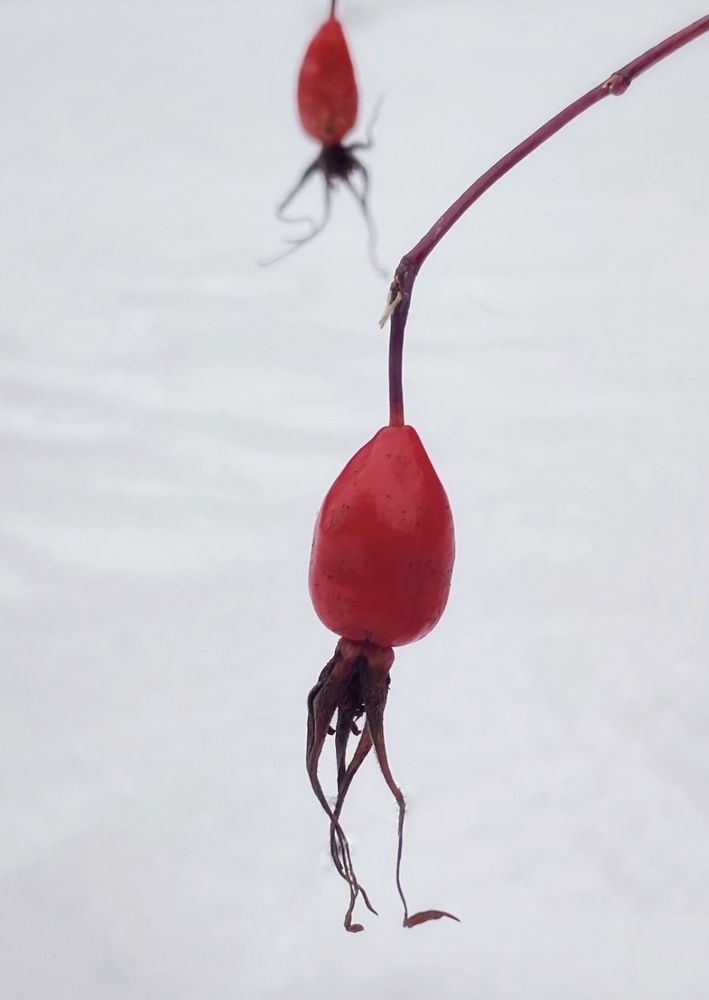 Фотография автора ГУЗАЛИЯ ГАНИЕВА